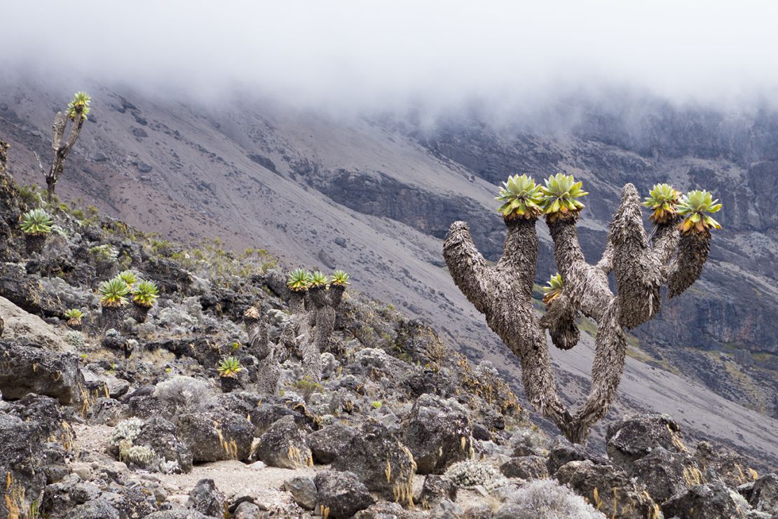 Kilimanjaro has five ecosystems, from moorland to arctic-like conditions.