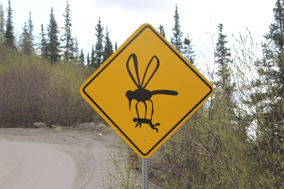 Humorous signage along steep, winding Grande Drive in Denali, Alaska, is meant to get a laugh out of drivers. And keep them focused on the cliff-laden road. Massive mosquitoes are a (normally) not-so-funny feature of the Alaskan wilderness. 