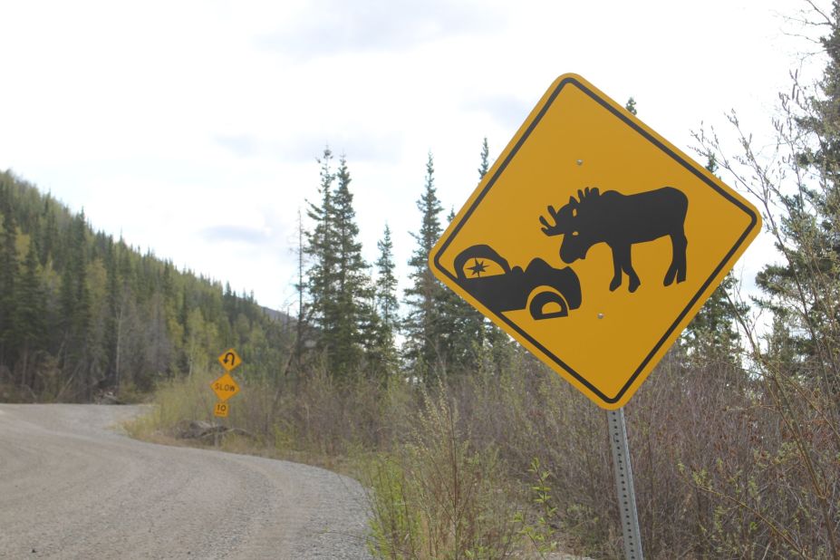 Moose and deer reportedly kill more people in North America than any other mammals, or at least they do when you total up drivers and passengers involved in animal collisions. Moose accidents, though less common than deer-related crashes, are the most likely to result in serious driving injuries or fatalities.