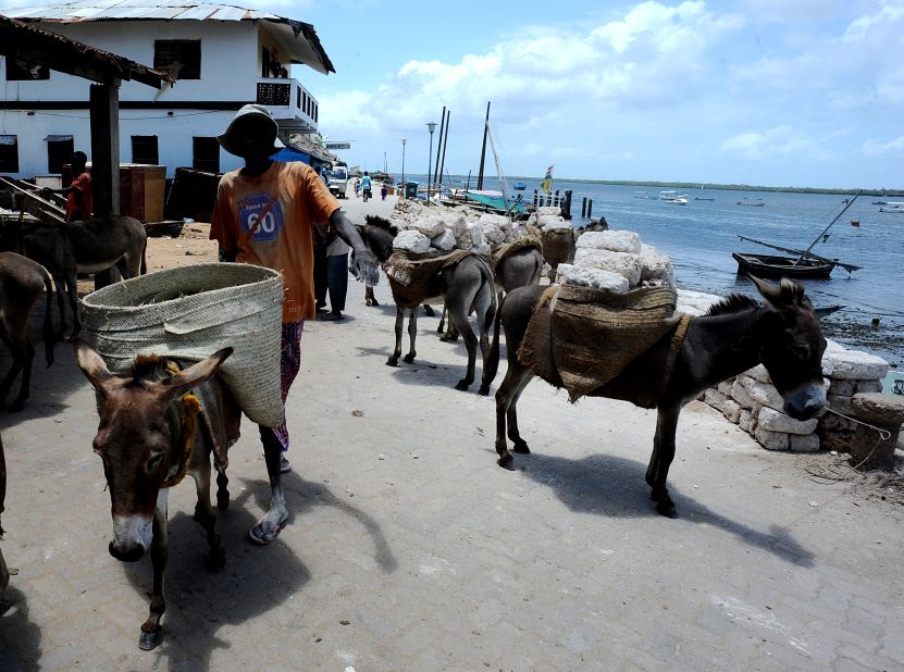 In the carless economy, donkey is king, and are used to navigate the roads.