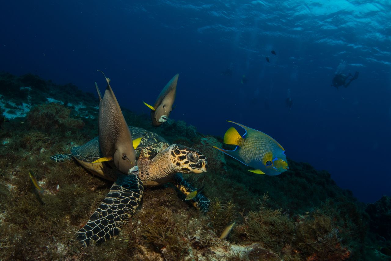 <a href="http://ireport.cnn.com/docs/DOC-1139050">Three angelfish and a hawksbill sea turtle </a>make an odd team as they travel together in Cozumel, Mexico, a popular diving destination for underwater photographers.