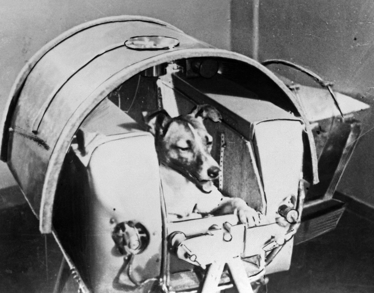 A stray dog from Moscow named Laika was the first living creature ever to be sent into space.  First appearing in the Soviet daily Pravda in 1957, this photo shows Laika on the Sputnik II. 