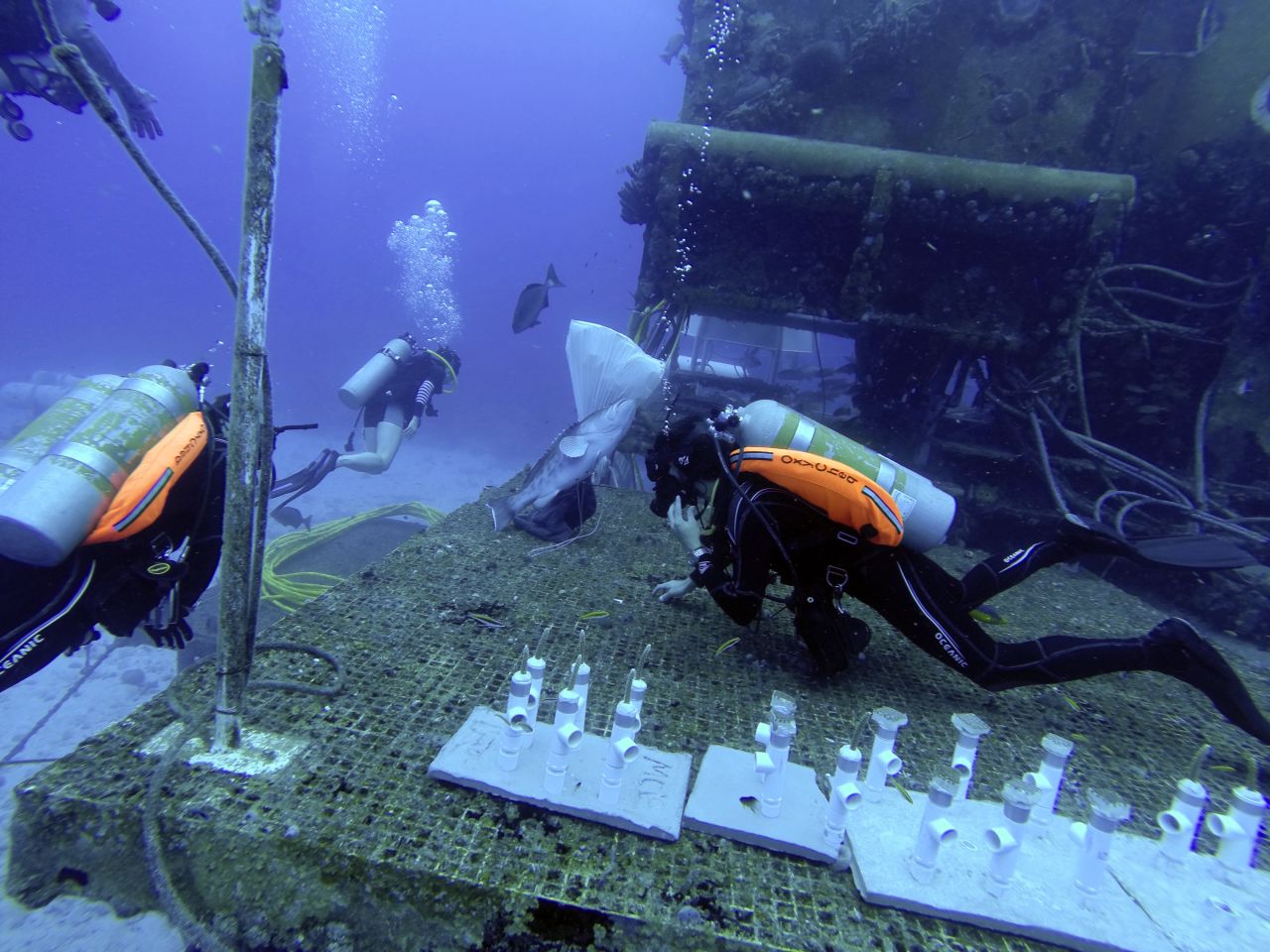 During his stay Cousteau plans to study how climate change is affecting the ocean's acidity and marine life. Here, two researchers (they like the term "aquanauts") prepare science experiments outside Aquarius.