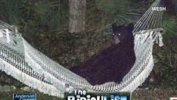 ac ridiculist bear in hammock _00002722.jpg