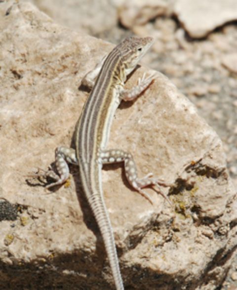 The semi-desert areas of northern Iran, southeastern Turkey and the Armenian plateau are home to this critically endangered lizard. Its numbers are thought to have declined by 80% in the last 10 years because of habitat loss.  