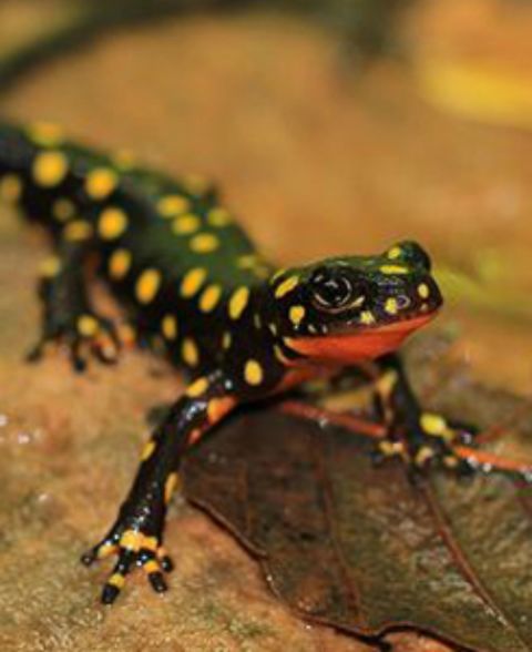Thought to be found in only four streams in the mountains around the Iran-Iraq-Turkey border, this colorful amphibian has only been recorded in Iran. While a protected species in Iran the IUCN believe better enforcement is needed. Drought and the pet trade have been blamed as causes of declining numbers.
