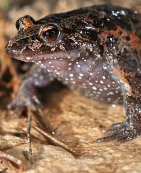 Until 2011, this brown and orange frog was thought to be extinct. Incredibly rare, the only sightings of the animal have been around Hula Lake and the Hula swamps, most of which were drained for agricultural development in the 1950s. The IUCN believe it could also be found further east, across the border in Syria.