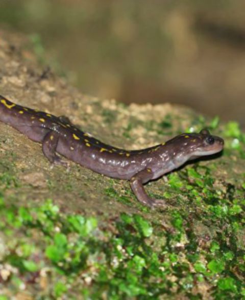 Listed as critically endangered since 2004, this tiny amphibian is only known to live in caves in Elburz Mountains of northern Iran. There are thought to be only 100 breeding pairs of adult Gorgan salamanders left in the wild and their numbers are decreasing. 
