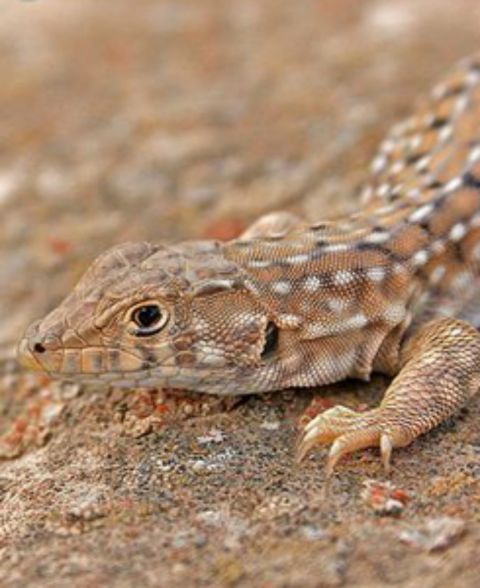 Native to the region of south-central Israel, habitat loss (from agriculture and urbanization) has been the main reason for this small lizard's decline in the wild. The species was once common but is now protected by Israeli law.