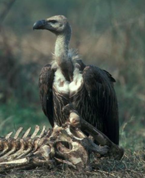 While native to parts of the Middle East, south and southeast Asia, this species of vulture has experienced rapid population decline. According to the IUCN this is primarily the result of feeding on animal carcasses treated with the veterinary anti-inflammatory drug diclofenac. Efforts to replace it with another drug are ongoing in many countries.