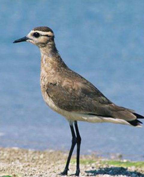 This small migratory bird was classified as critically endangered in 2012 after a rapid and worrying decline in its number. The reasons for the decline are "poorly understood" according to the IUCN and numbers are expected to fall further. Low adult survival rates are thought be caused by hunting along migration routes and wintering grounds.