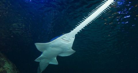 The largest species of sawfish  can be found in the Persian Gulf and Red Sea. Individuals can reach over seven meters in length. A coastal species, it has suffered from inshore fishing as it is easily tangled in nets. However, even as by-catch it retains value to fishermen from its fins and meat.  It is protected in many countries including Bahrain with a "no-take" status.