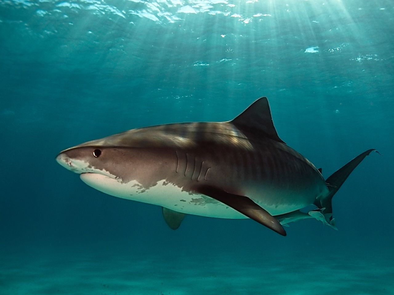 Experienced diver <a href="http://ireport.cnn.com/docs/DOC-1140657">Boaz Meiri</a> wishes more people would give sharks a break. "Sharks are not what they remember from the movie 'Jaws,'" he said. Meiri photographed a large female tiger shark 19 feet underwater at Tiger Beach in Nassau, Bahamas.