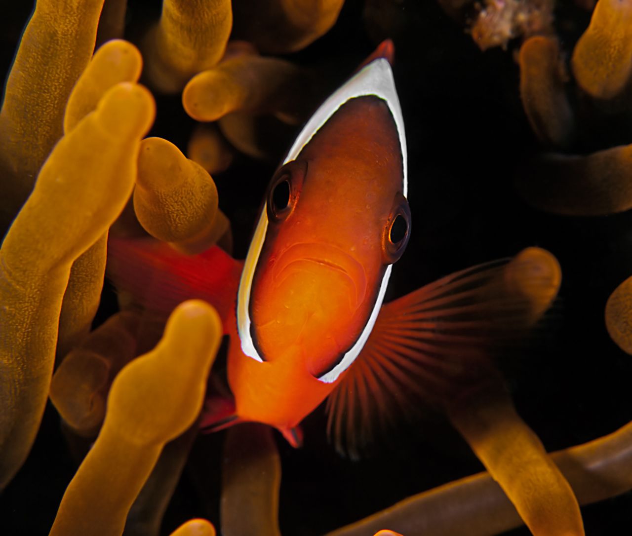 <a href="http://ireport.cnn.com/docs/DOC-1140659">Meiri</a> said, "Look for the small details when you dive. There are a lot of hidden creatures in the oceans." He captured this tomato clown fish in 2011 during a dive in Dauin, Philippines.