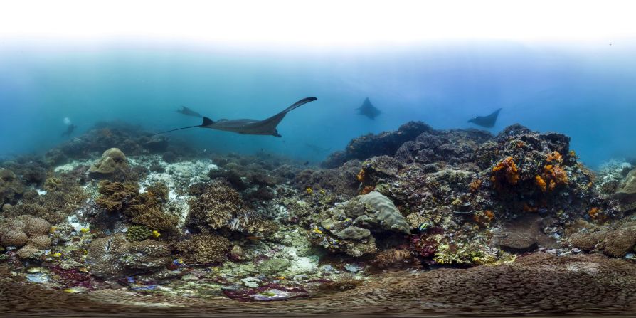 A manta ray is seen gliding through the Kmodo National Park in Indonesia. Coral Triangle Day was conceived in November 2012 and aims to bring people together to find ways to protect and conserve the area.