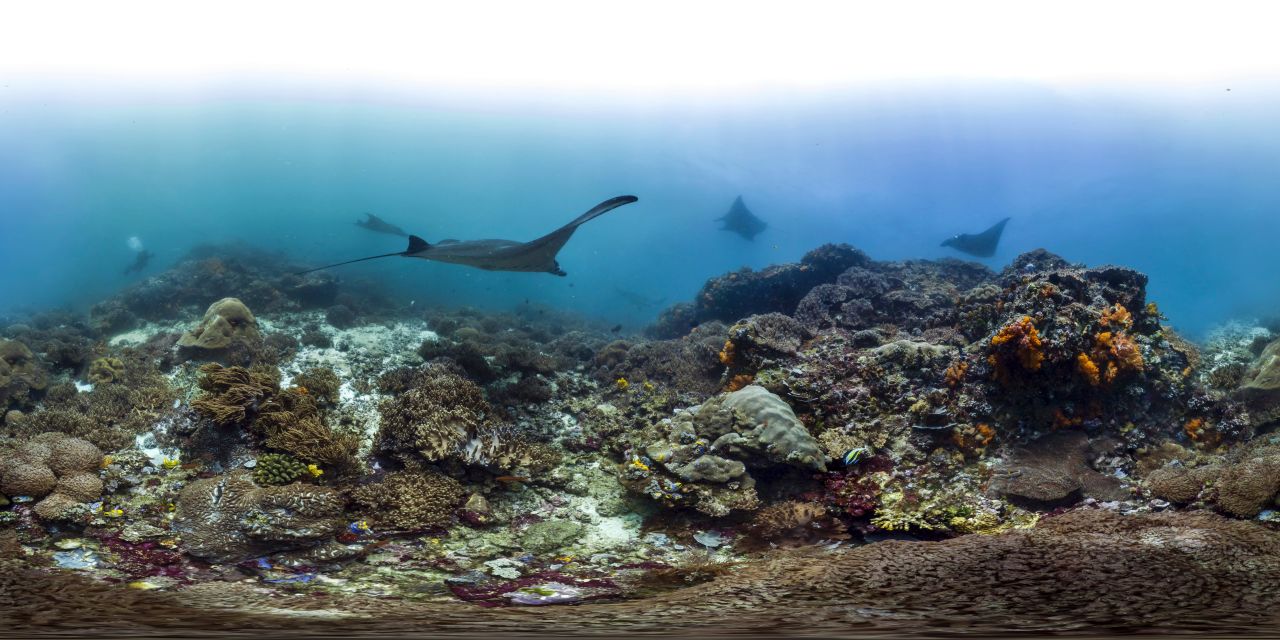 A manta ray is seen gliding through the Kmodo National Park in Indonesia. Coral Triangle Day was conceived in November 2012 and aims to bring people together to find ways to protect and conserve the area.