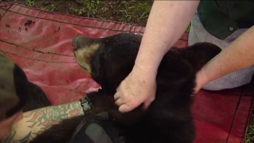 mxp vo bear falls out of tree news 12 new jersey_00005602.jpg