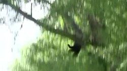 mxp vo bear falls out of tree news 12 new jersey_00003411.jpg