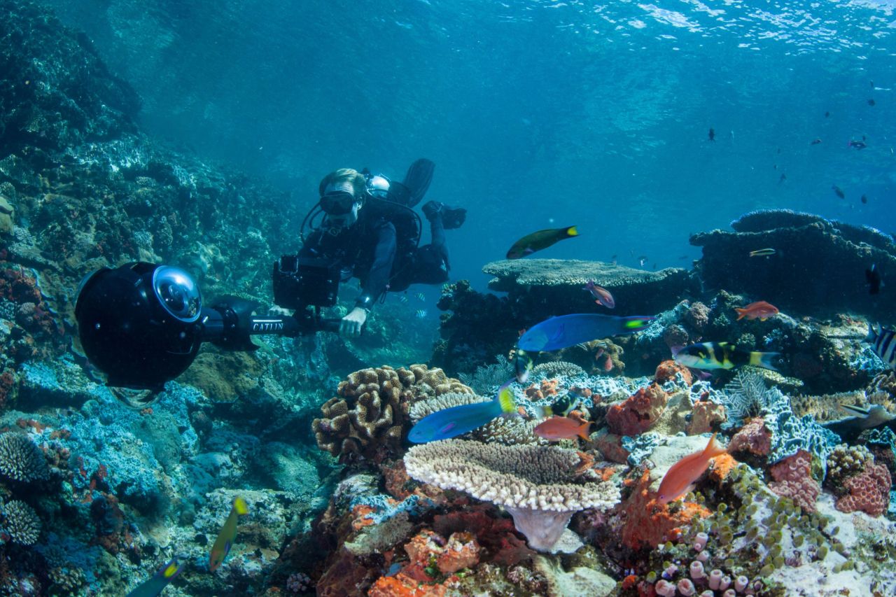 According to the Coral Triangle Initiative, the region is home to 76% of the world's known coral species. It also contains the highest reef fish diversity on the planet.