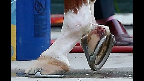An injury to California Chrome's right front hoof gets treated Saturday at Belmont Park in Elmont, New York.