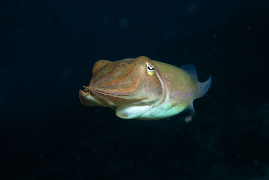 <a href="http://ireport.cnn.com/docs/DOC-1140746">Tom Logston</a> said, "Every dive is a new adventure."  Logston photographed this cuttlefish during a dive in the Bismarck Sea off Papua New Guinea. He's been diving since the '70s and was inspired by the exploration of Jacques Cousteau. 