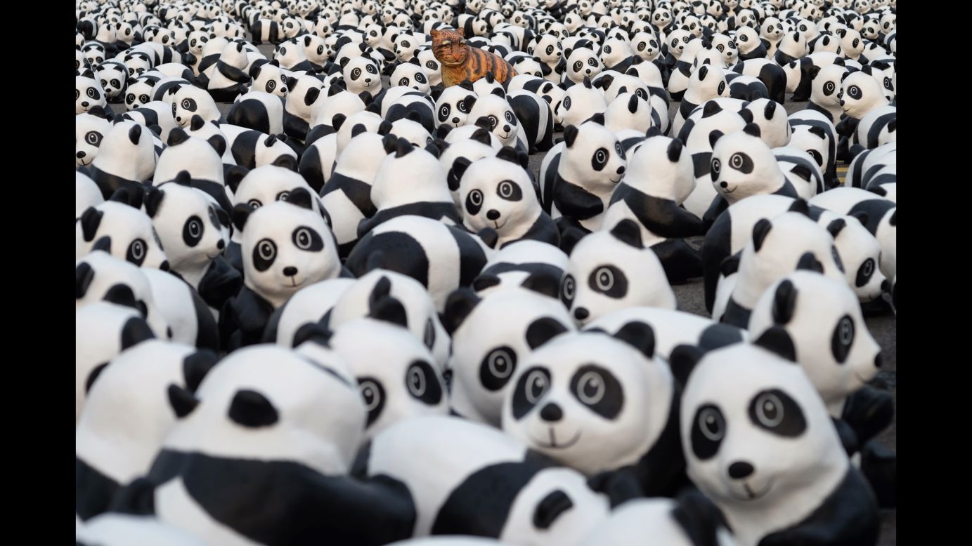 A tiger model joins the pandas in front of the Presidential Palace in Taipei in February.