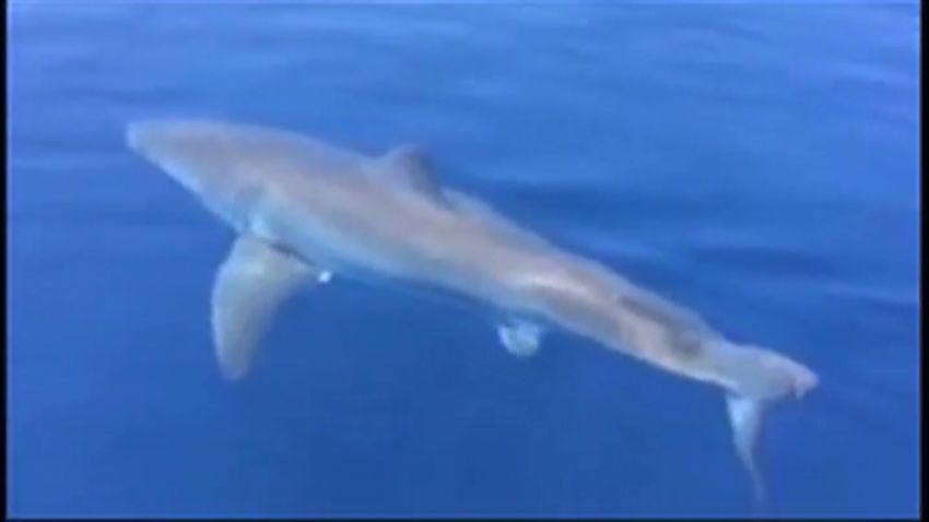 fl dnt wptv shark_00003718.jpg