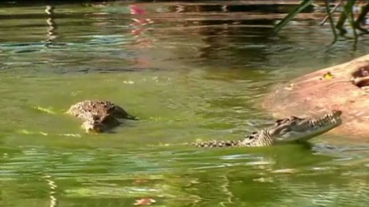 Human remains found inside a crocodile | CNN