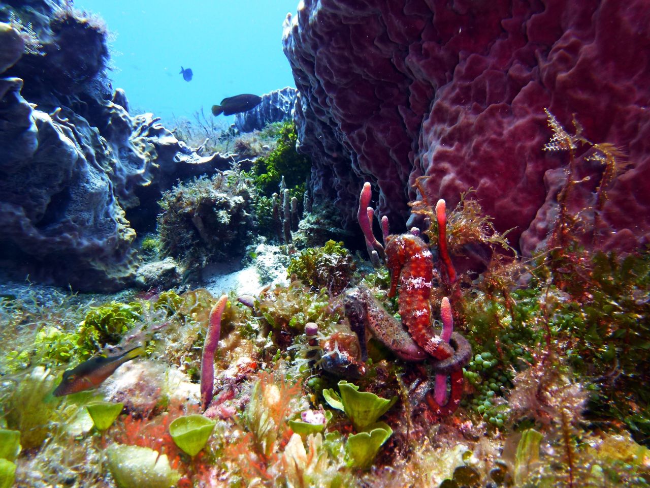 Can you spot the two seahorses embracing in this seahorse garden? <a href="http://ireport.cnn.com/docs/DOC-1141149">Bill Schwamle</a> did in Cozumel, Mexico.<br /><br />Click the double arrow to see more underwater photos.