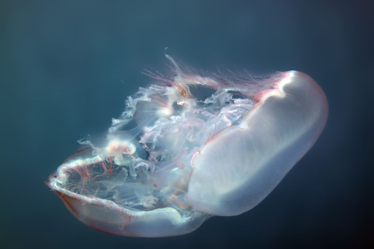 This photo of a <a href="http://ireport.cnn.com/docs/DOC-1142461">moon jellyfish</a> floating gracefully in the waters of Key West, Florida, is one of Fish's favorite underwater shots he's taken.