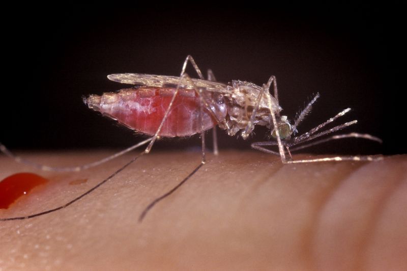 Mosquito Feeding, Female Anopheles Gambiae, Malaria Vector, Parasite.