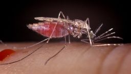 Mosquito Feeding, Female Anopheles Gambiae, Malaria Vector, Parasite.