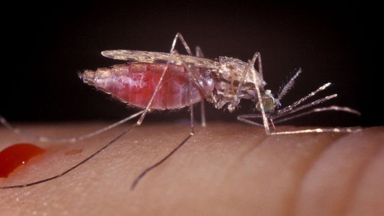 Mosquito Feeding, Female Anopheles Gambiae, Malaria Vector, Parasite.