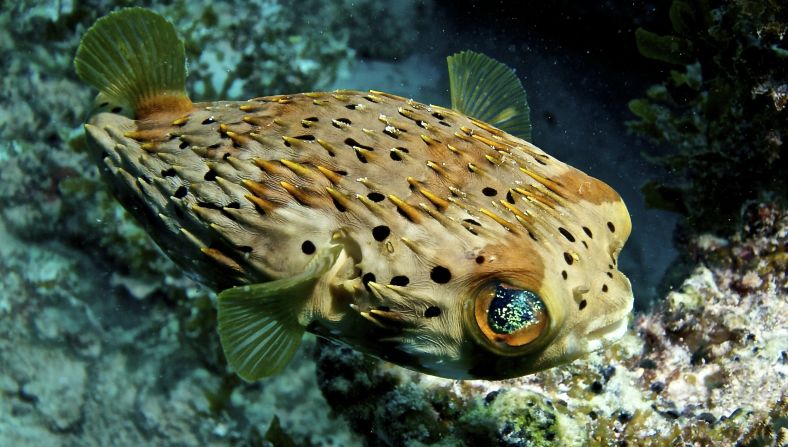 Fish, who captured this <a href="http://ireport.cnn.com/docs/DOC-1142461">puffer fish</a> in Islamorada, Florida, said, "Get a few dives under your belt. Be sure you have good (or great) buoyancy control before doing anything." 