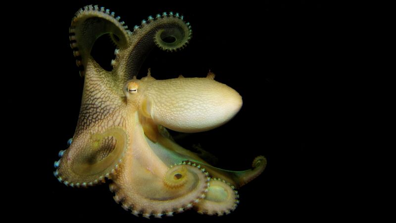 Amazing underwater photography from around the world | CNN