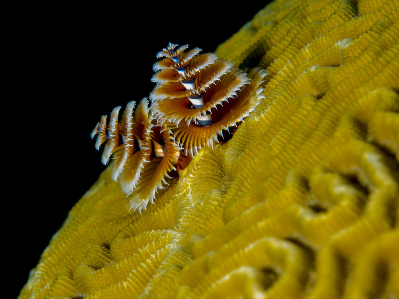 <a href="http://ireport.cnn.com/docs/DOC-1142727">Christmas tree worms</a> get festive on top of brain coral in the waters of Cozumel, Mexico, where reefs offer divers an opportunity to photograph a variety of sea life.