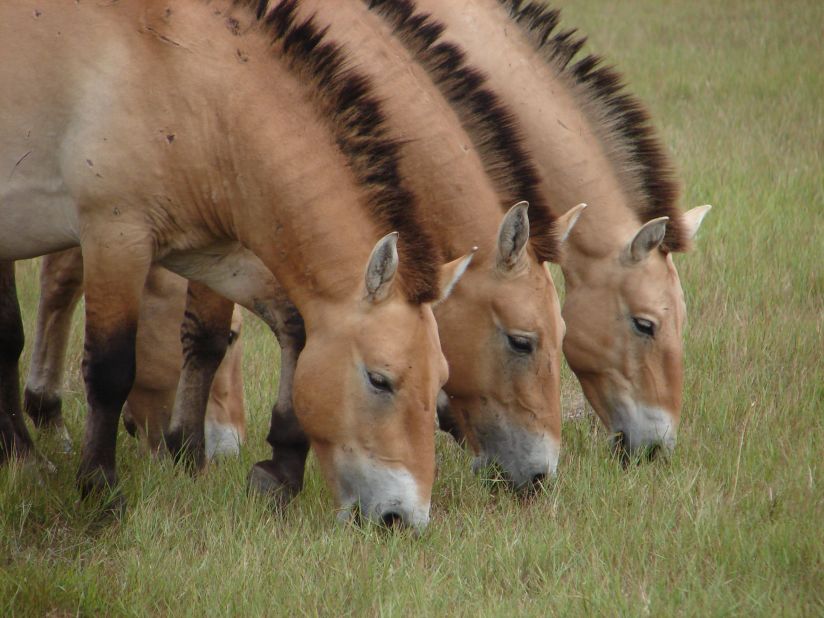 Herds of rare Przewalski's horses and wild asses are among species left to roam free on the national park's grasslands.