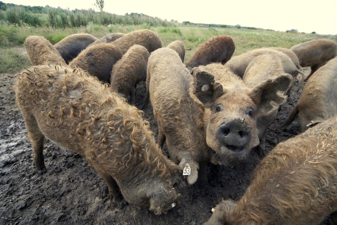 Curly-haired Mangalica pigs.
