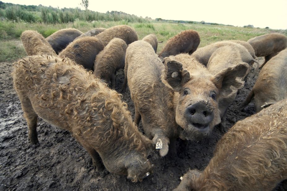 These hairy porkers are just one of many "curly" local breeds. Hungarians are known for their love of frizzy animals. Pigeons, geese and dogs have all been given the perm treatment through selective breeding.