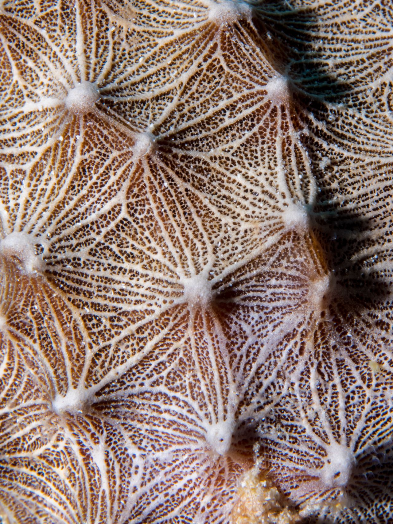A macro shot of<a href="http://ireport.cnn.com/docs/DOC-1142726"> coral</a> taken during a dive in Cozumel, Mexico, shows off an intricate pattern. 