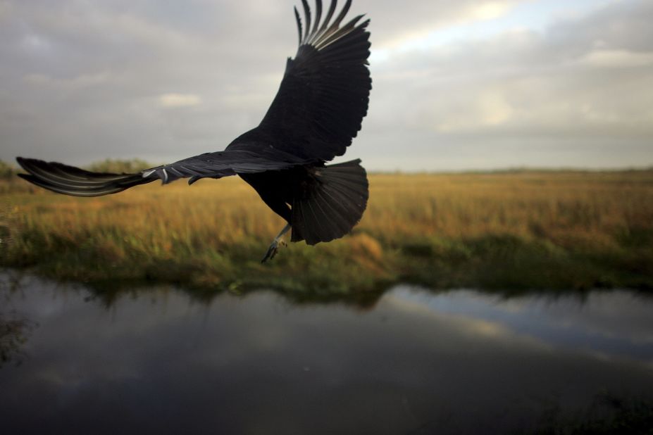 A black vulture (pictured) may be your only paddling companion in Florida's Everglades.