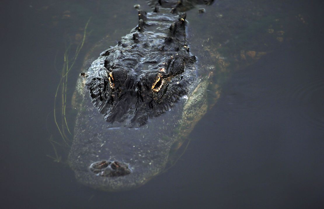 Gator country: You might not be entirely alone in the Florida Everglades. 