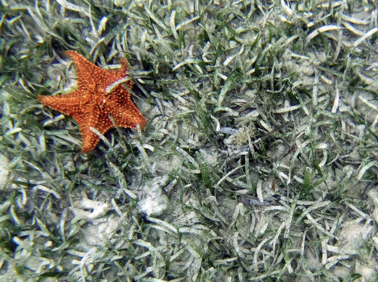 <a href="http://ireport.cnn.com/docs/DOC-1140899">Rich Muller</a> has been a photographer for more than 40 years, but this photo shoot was his first time experimenting underwater. He spied a starfish  on a small reef in Montego Bay, Jamaica.
