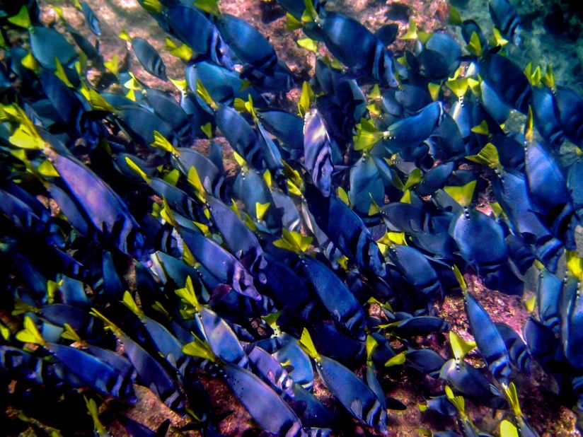 A sea of fish passed by <a href="http://ireport.cnn.com/docs/DOC-1140684">Robert Ondrovic</a>'s lens during a 10-day excursion in the Galapagos Islands. Ondrovic said, "Sometimes you need to go below the surface rather than just scratch it to explore the wonders and beauty of nature."