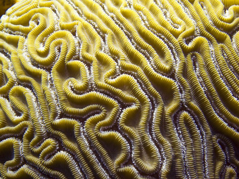Brains aren't just in your head. Professional photographer <a href="http://ireport.cnn.com/docs/DOC-1140339">Matt Swinden</a> snapped this macro shot of brain coral during a dive in Isla Mujeres, Mexico.