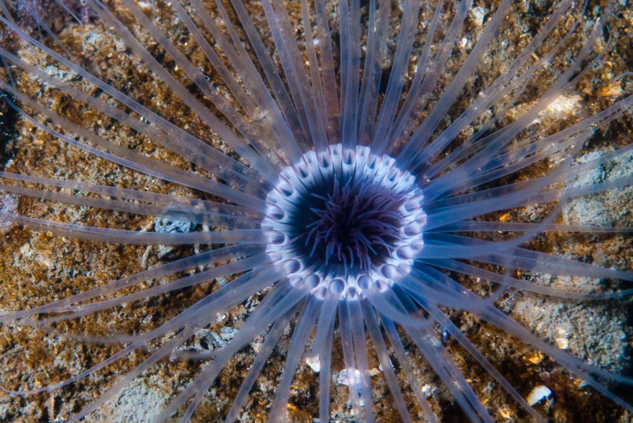 <a href="http://ireport.cnn.com/docs/DOC-1141709">Beautiful creatures</a> can be found in any ocean. This tube worm flexes underwater in Jamestown, Rhode Island.