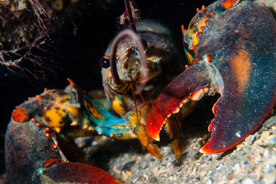 <a href="http://ireport.cnn.com/docs/DOC-1141709">Jorge Gonzalez</a> said, "Relax and be patient. You will be rewarded at the end with a beautiful photograph." Gonzalez photographed this lobster 45 feet underwater in Groton, Connecticut.