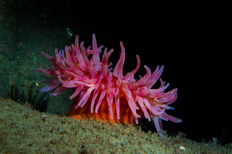 A colorful <a href="http://ireport.cnn.com/docs/DOC-1141709">Northern Anemone</a> in the waters off of Gloucester, Massachusetts, waits to stun its prey with its stinging tentacles.