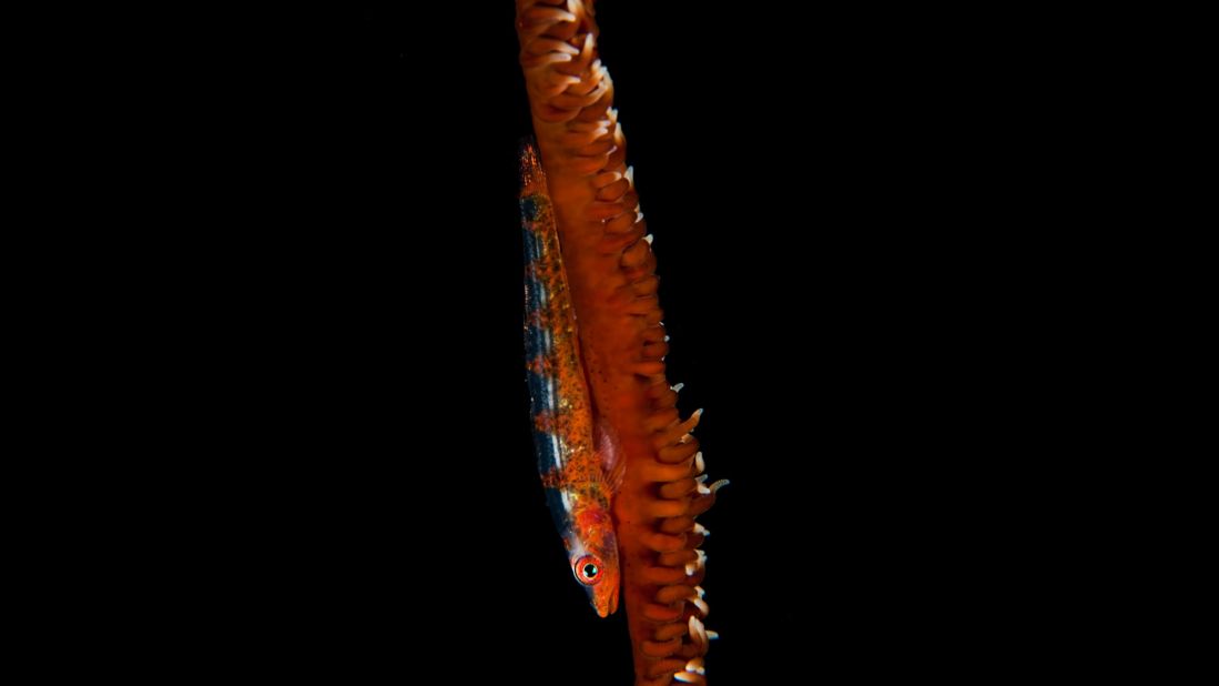 A <a href="http://ireport.cnn.com/docs/DOC-1140659">whip coral goby</a> is photographed deep underwater, off the coast of Dauin, Philippines.