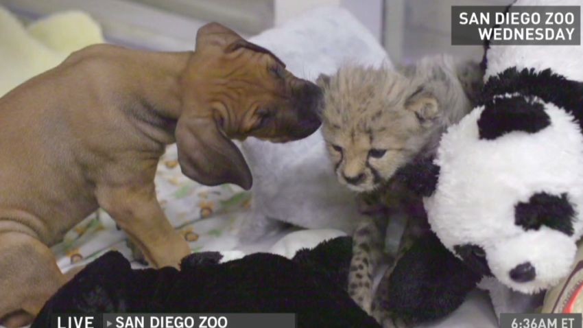 mxp cheetah cub puppy pal san diego zoo_00002413.jpg